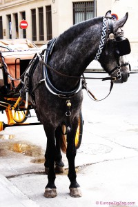 Your horse carriage awaits you..