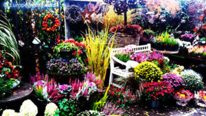 Autumn colours in Viktualienmarkt, Munich.