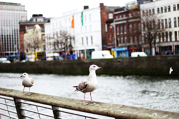 Gazing bird by river Liffey.