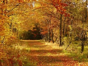 Nature hike in autumn