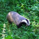 European badger