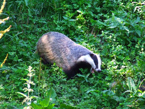 European badger