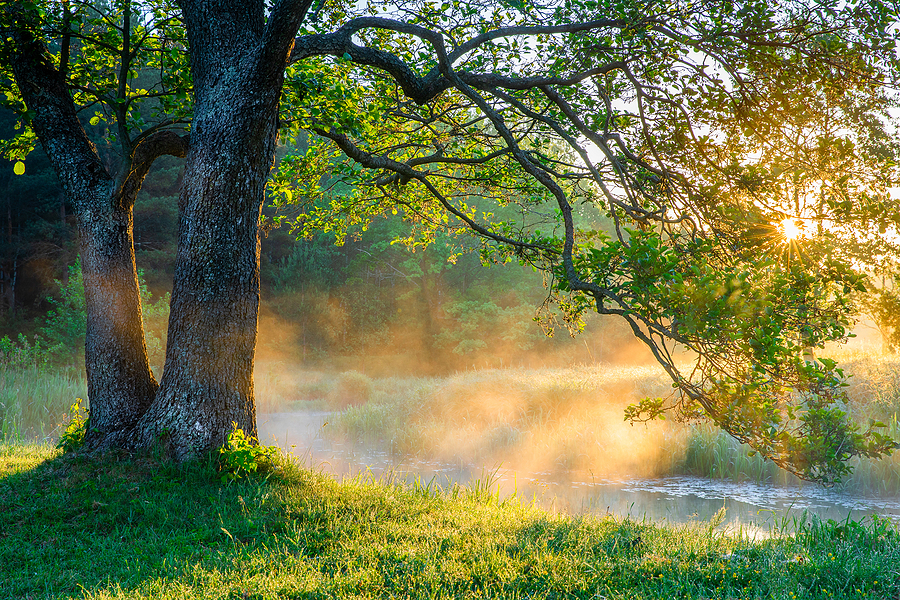 Spring in nature with the sun setting over a lake.