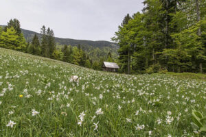 Cottage in flower field