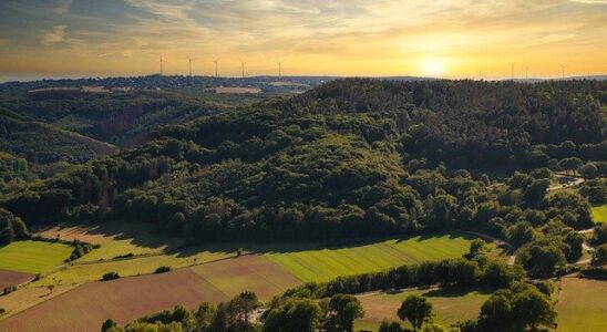 Eifel forest from above