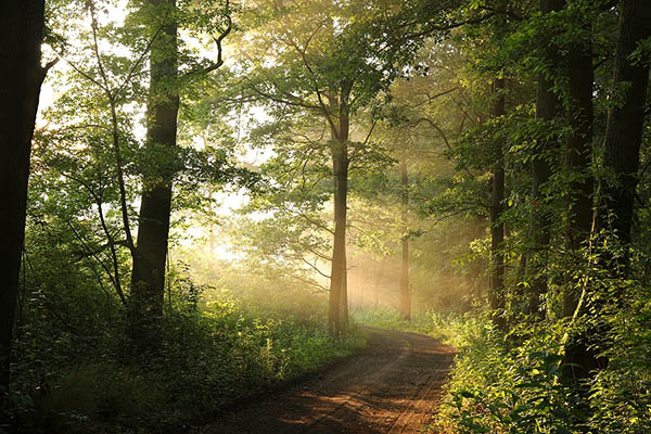 Forest at dawn