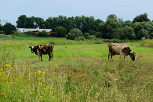 Cows standing in farm pasture.
