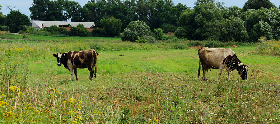 Cows standing in farm pasture.