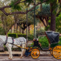 Horse carriage