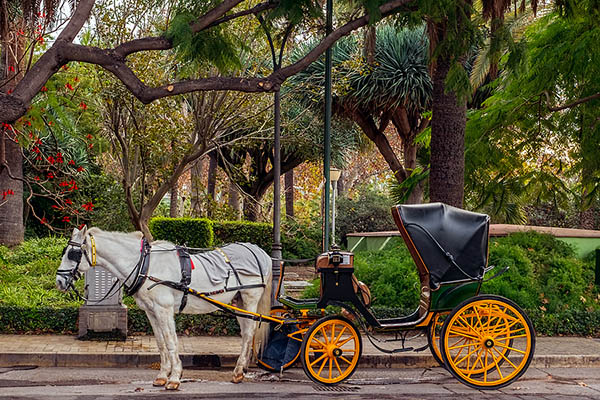 Horse carriage