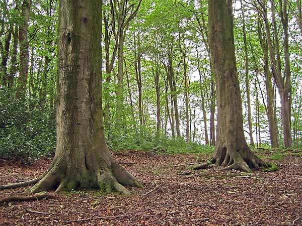 Large tree trunks in a forest