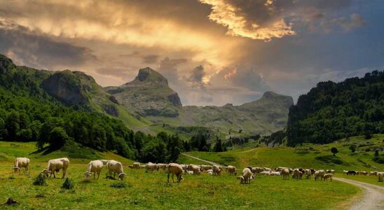 Herd of cows in the French Alps.