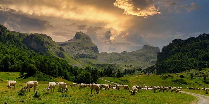 Herd of cows in the French Alps.