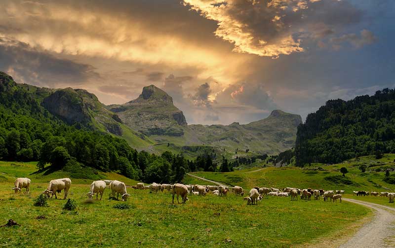 Herd of cows in the French Alps.