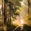 Sunrise over a road in a forest