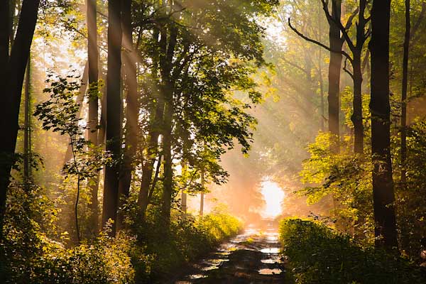 Sunrise over a road in a forest