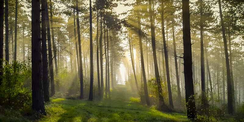 Sunbeams shining in the Ardennes forest