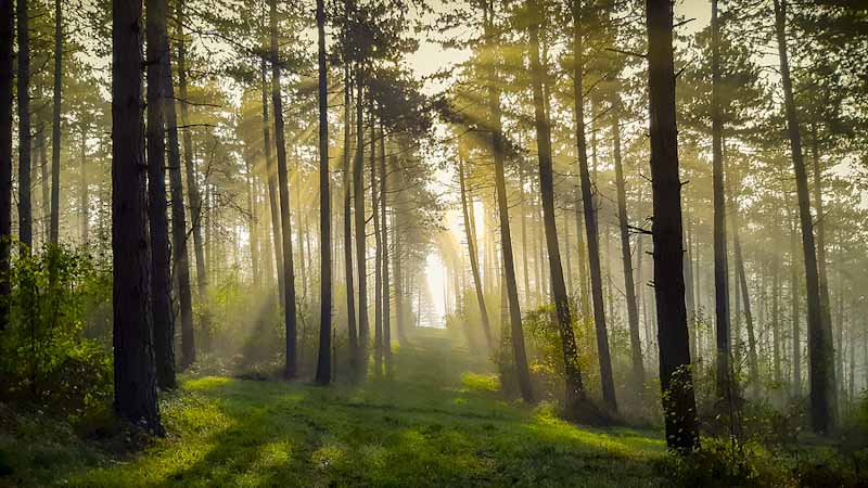 Sunbeams shining in the Ardennes forest