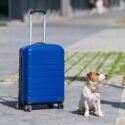 Jack Russel puppy by a suitcase