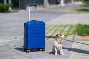 Jack Russel puppy by a suitcase