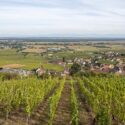 Vineyard in Alsace, France