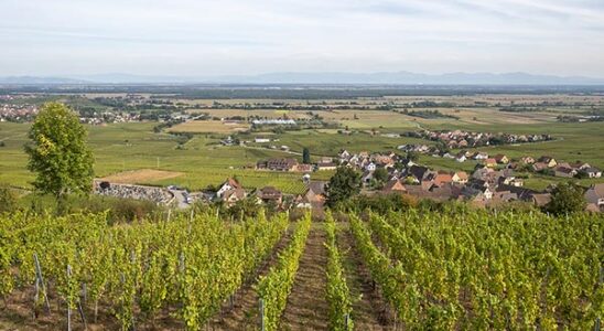 Vineyard in Alsace, France
