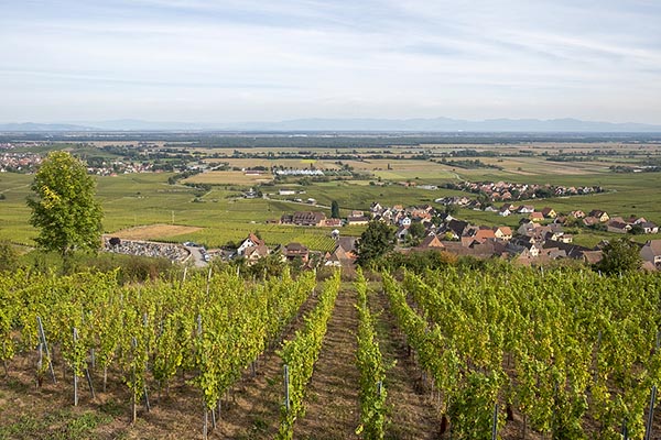 Vineyard in Alsace, France