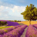 Check out the lavender fields in Provence from above