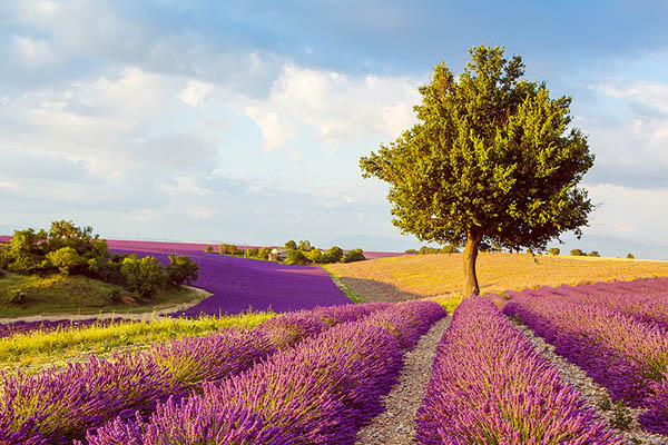 Lavender field in Provence