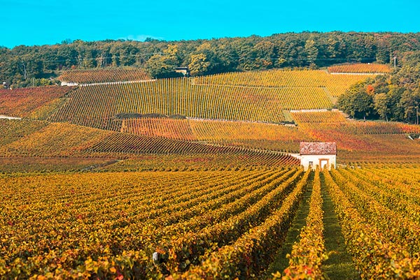 Vineyard in Burgundy during autumn