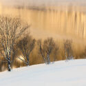 Lake and trees during winter