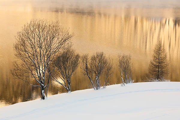 Lake and trees during winter
