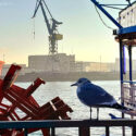 Seagull in Hamburg, Germany. Photo by Paul-Christian Markovski.