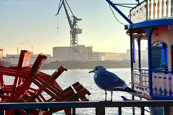 Seagull in Hamburg, Germany. Photo by Paul-Christian Markovski.