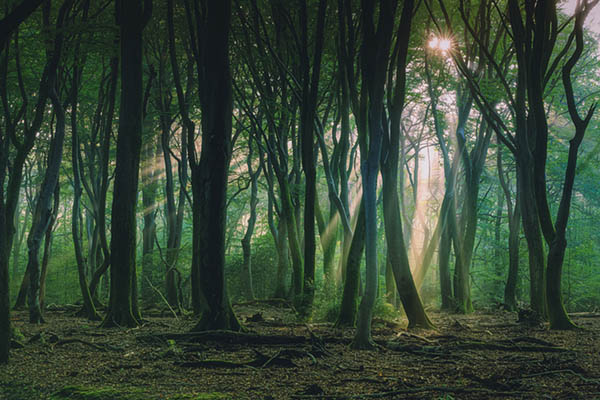 Misty forest with sunlight barely visible between tree branches