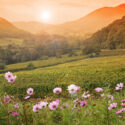 Sunset over a vineyard and a mountain range.