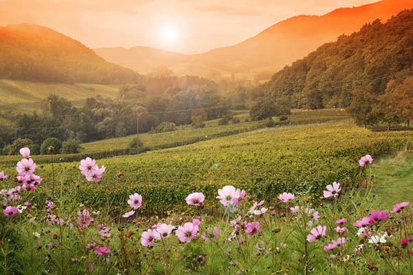 Sunset over a vineyard and a mountain range.