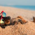 Dachshund chilling on the beach.