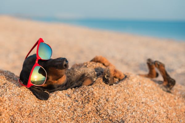 Dachshund chilling on the beach.