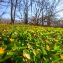 Woodland landscape in spring.