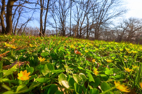 Woodland landscape in spring.