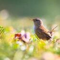 Wren in forest