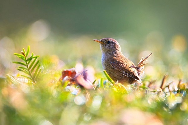 Wren in forest