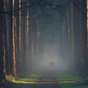 Hoge Veluw e in Netherlands