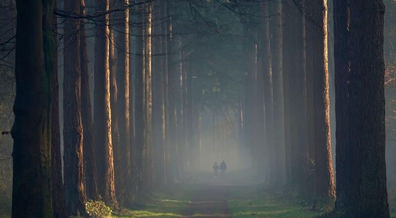 Hoge Veluw e in Netherlands