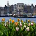 Tulips by a canal in Amsterdam