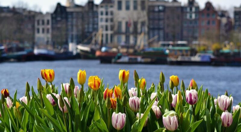 Tulips by a canal in Amsterdam